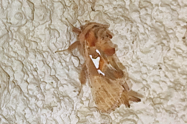 Spatalia argentina